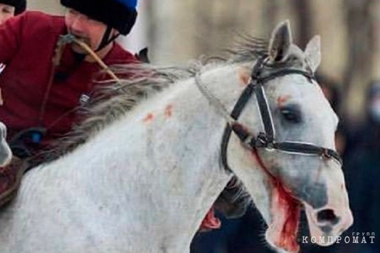 Blood horse. Кок Бору ЦМИ.